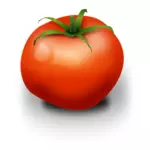 Tomat vektorbild