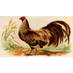 Gamla kyckling