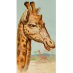 Illustrazione della giraffa