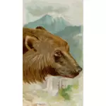 Grizzly bear image