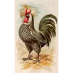 תרנגול Houdan