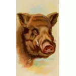 Painted wild boar