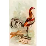 Tall rooster