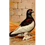 Cigarette card - Tumbler Pigeon