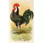 Svart spanska kyckling