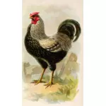 Wyandotte kyckling