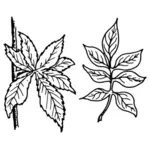 Multi leaf plant vector graphics
