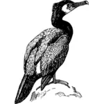 Corvo-marinho