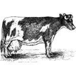 Vector clip art of graying cow