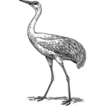 Crane illustration