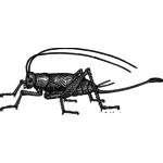 Cricket Drawing 