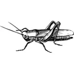 Cricket in zwart-wit