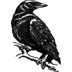 Black crow | Public domain vectors