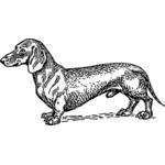 Vector drawing of dachshund