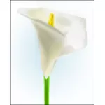 Lilly květina vektorový obrázek