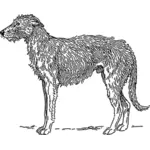 Skotský Jelení pes vektorové ilustrace