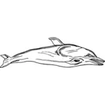Delfin ilustrare