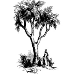 Doum palm