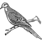Gambar burung merpati