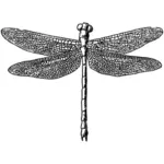 Dragonfly vektorillustration