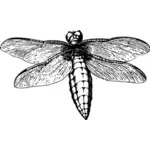 Dragonfly med spridning vingar