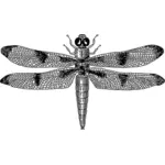 Dragonfly gambar
