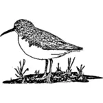 Bird standing image