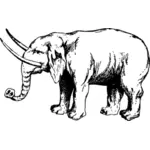Image of elephant with tusk