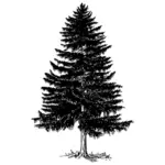 Graphiques vectoriels arbre à feuilles persistantes