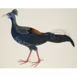 Farbe, Zeichnung der großen Langschwanz-Vogel