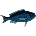 Albastru parrotfish