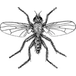 Enlarged fly