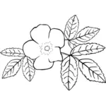 Kleurloze bloem vector afbeelding