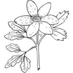 Ilustración de vector de la planta piper anémona