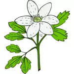 Vector image of anemone piperi plant