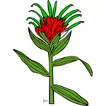 Vector illustration of castilleja miniata plant