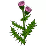 Gambar vektor cirsium arvense bunga