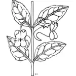 Plant drawing