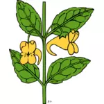 Vector graphics of impatiens aurella plant