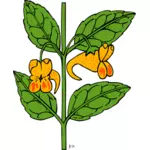 Dibujo de impatiens capensis planta vectorial
