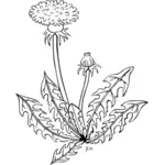Bunga Padang rumput