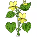 Vector illustration of viola glabella flower