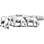 Sheep grazing in field vector illustration