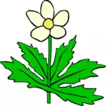 Anemone canadensis wektor