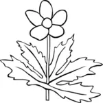 Immagine vettoriale di anemone Canadensis fiore contorno