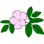 Rosa acicularis vector