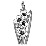 Gladiolus वेक्टर छवि