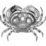 Graustufen-Krabbe