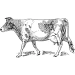 Grafica vettoriale mucca di Guernsey