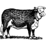 Herefordin härkä